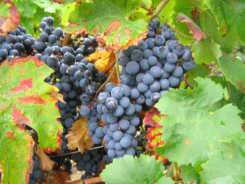 vin1.jpg